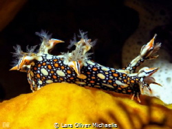 snakey bornella (bornella anguilla) 
Sahaung/Bangka Nort... by Lars Oliver Michaelis 